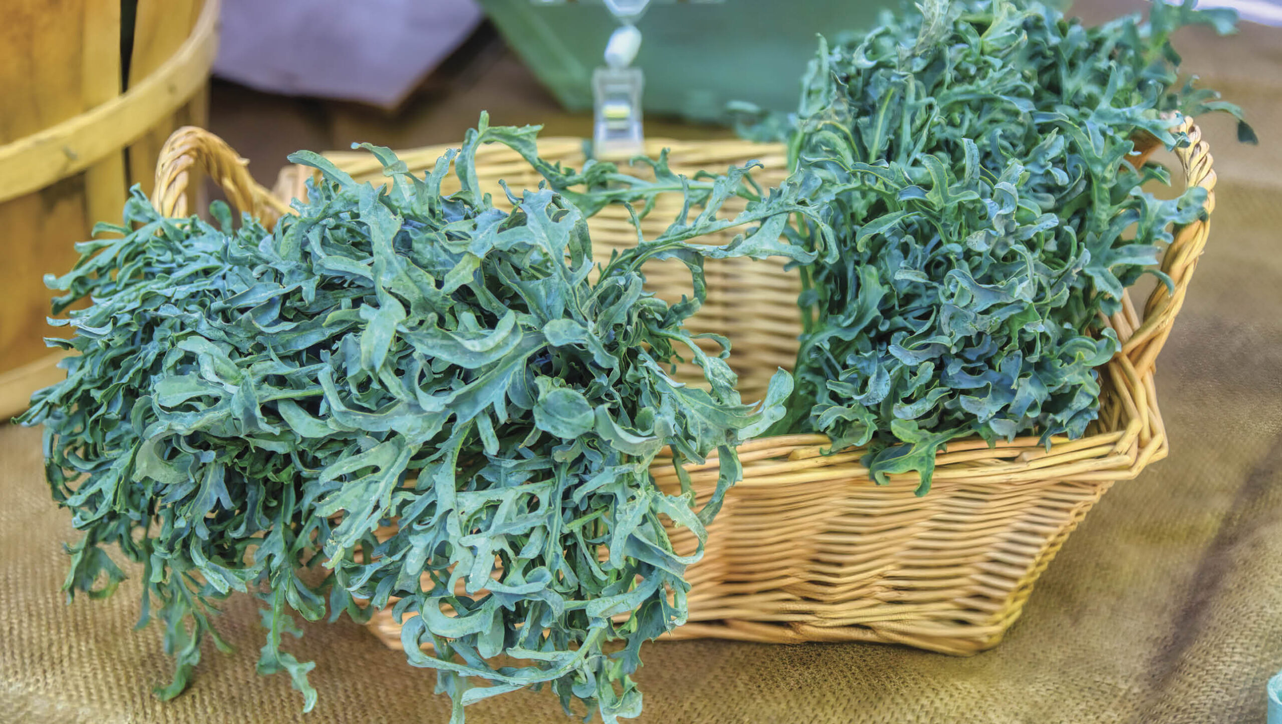 Spigariello is a high-yielding brassica.